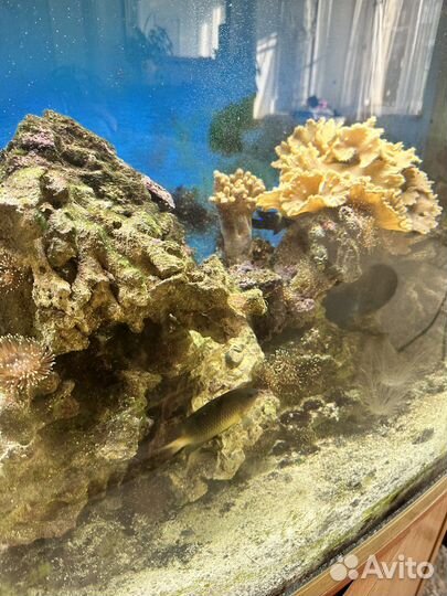 Морской аквариум 200 литров