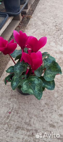 Европейский цикламен