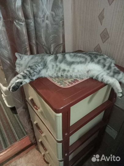 Шотландская кошечка