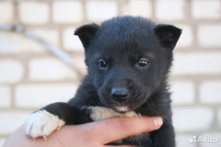 Щенок в добрые руки