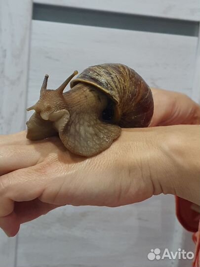 Улитки ахатины