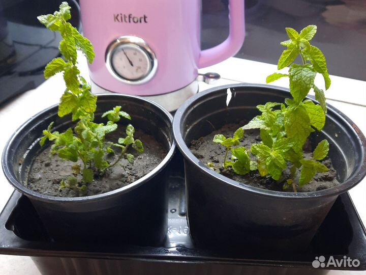 Мята земляничная