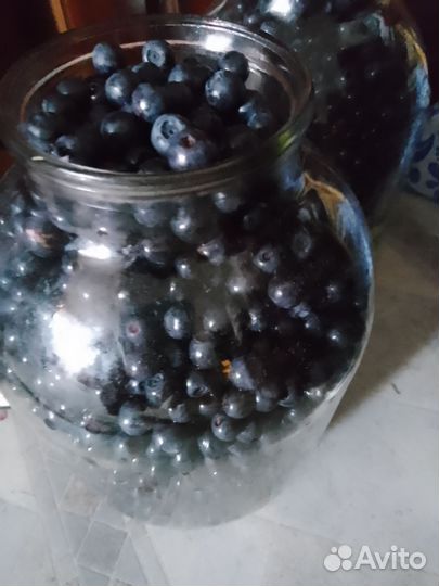 Свежая черничка