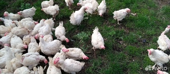 Куры несушки продам