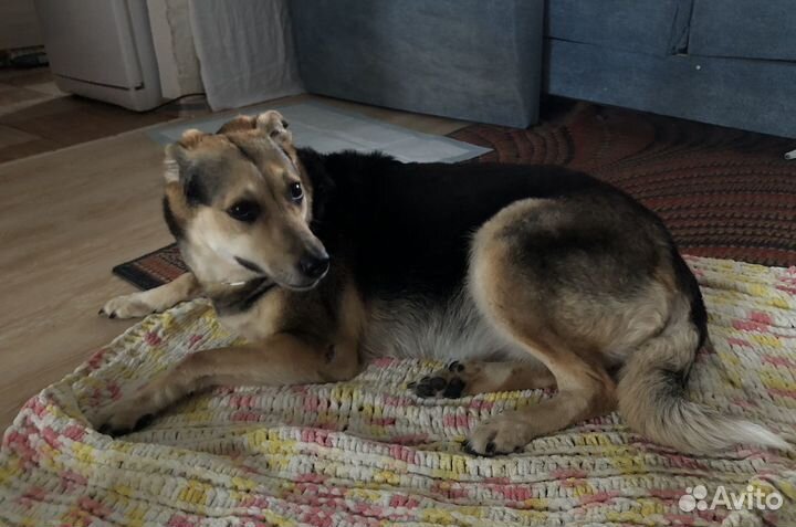 Передержка собак/ зооняня для кошек и собак