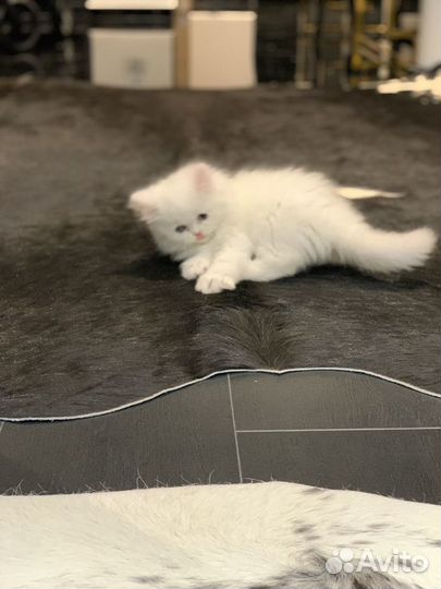 Редкой красоты котики