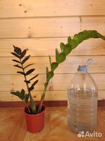 Замиокулькас долларовое дерево