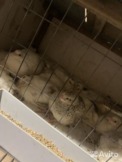 Мясо перепелов, утка, бройлер