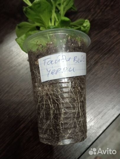 Петунии ампельные, каскадные