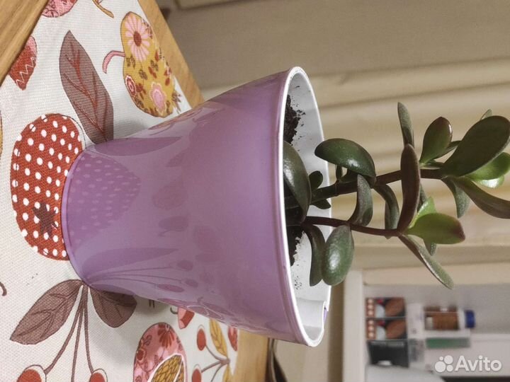 Денежное дерево толстянка