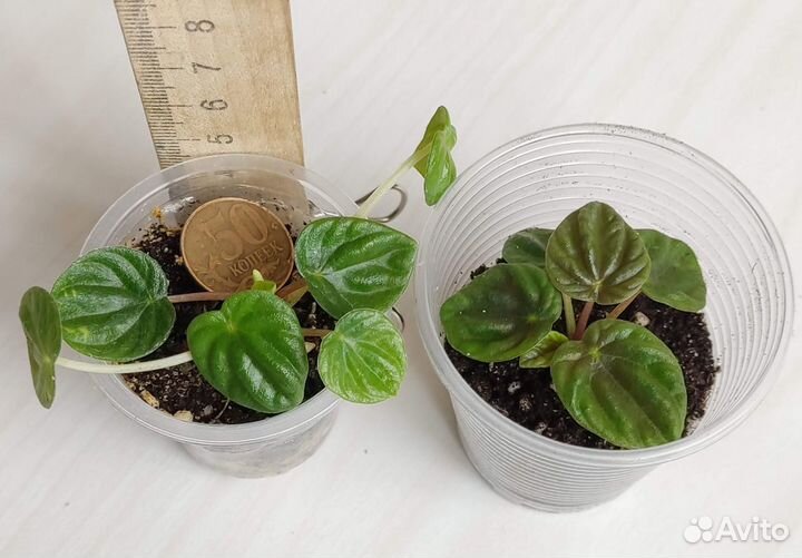 Пеперомия Лилиан, Рубелла