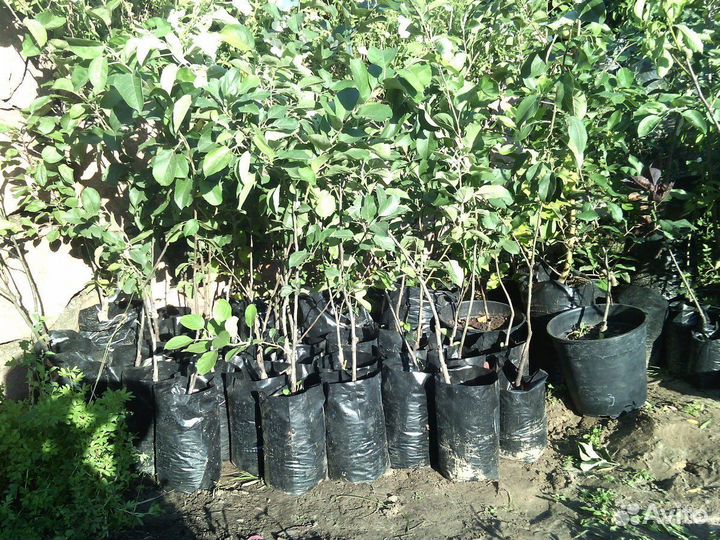 Саженцы кизил, хурма, гранат, инжир