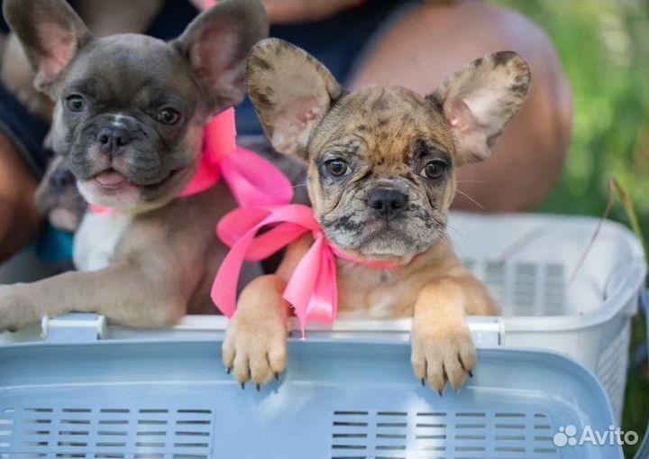 Щенки французского бульдога
