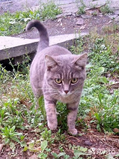 Котик в добрые руки