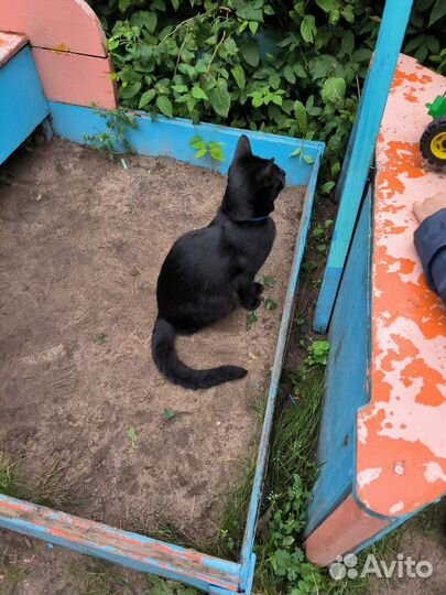 Котейка потеряшка похоже