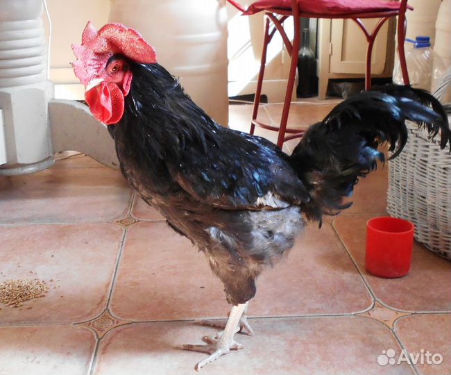 Петух породы Синь-синь-дянь