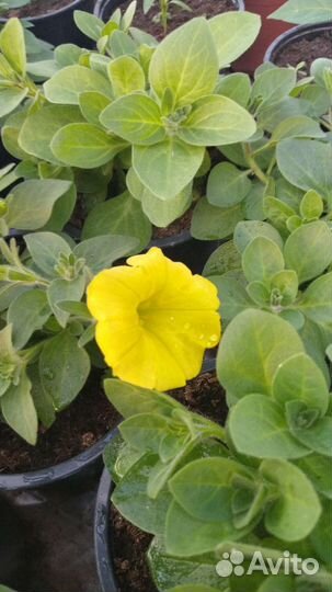 Ампельные петунии