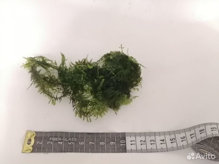 Аквариумное растение