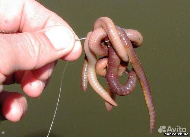 Черви для рыбалки Дендробена, Навозник, Опарыш