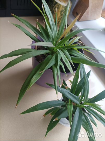 Комнатные цветы