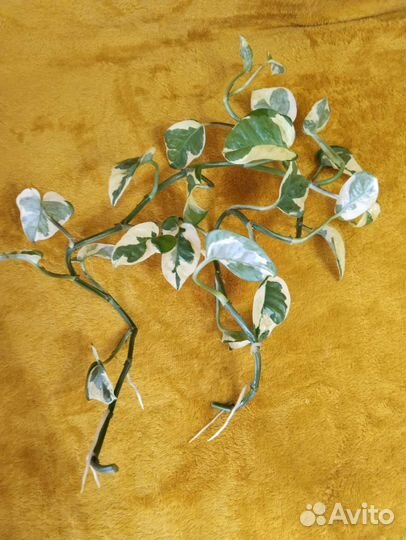 Сциндапсус н' джой