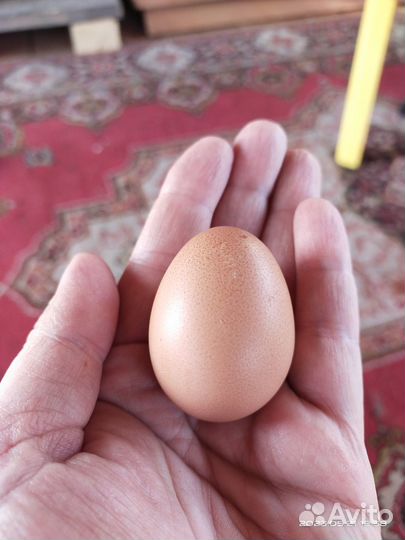 Домашние куриные яйца и мясо птицы