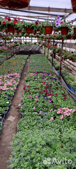 Цветы петуния