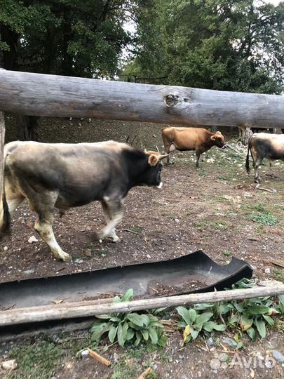 Коровы и бычки