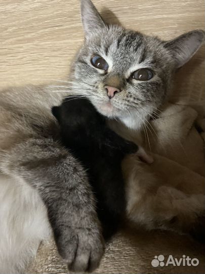 Кошка в дар