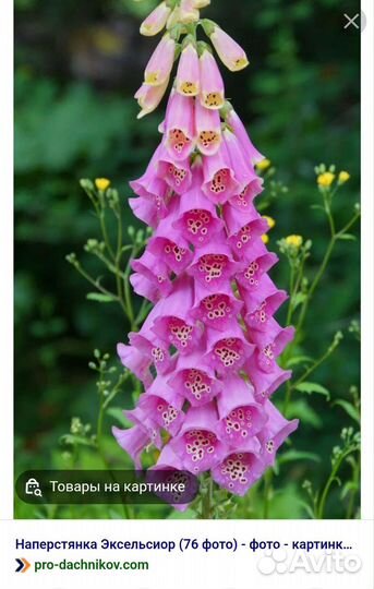 Наперстянка ядовитая (рассада)