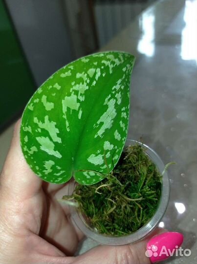 Сциндапсус триколор