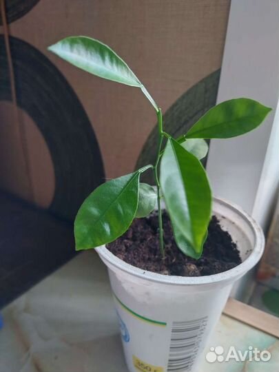 Лимон и хавортия