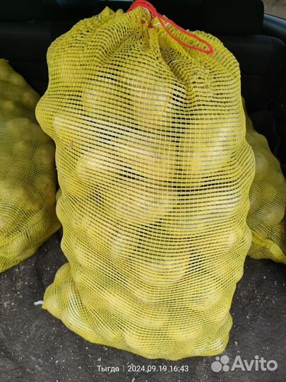 Продам картофель