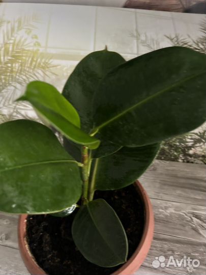 Фикус каучуконосый