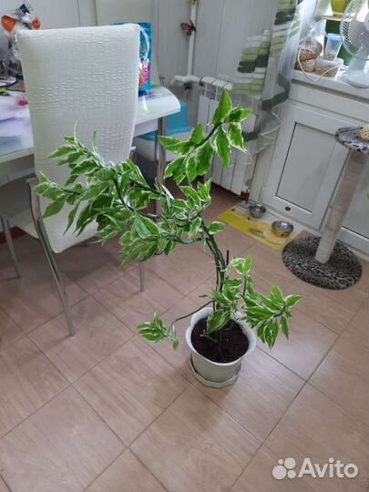 Педилантус