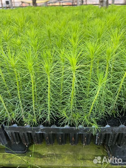 Зкс Сосна сеянцы Ели Лиственницы окс Голуб Горная