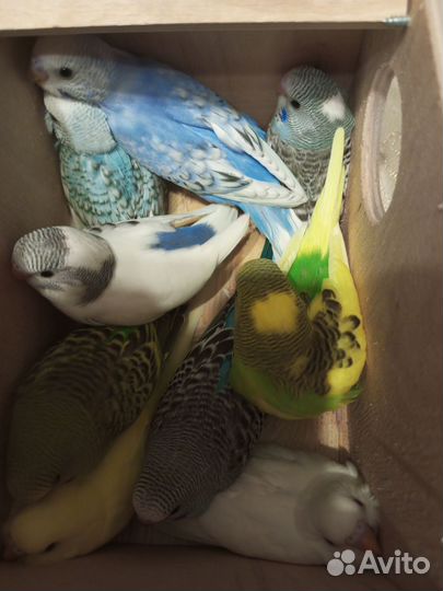 Волнистый попугай. Ручные малышки из гнезда