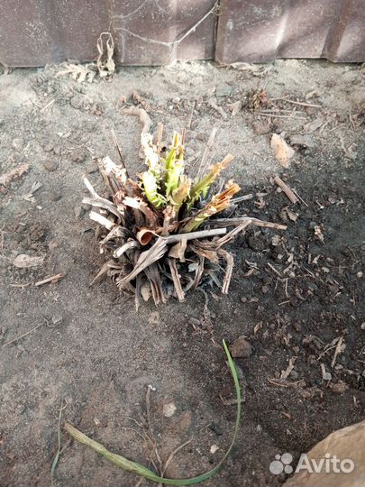 Папоротник