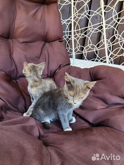 Кошки в добрые руки бесплатно