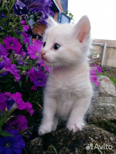 Котята (девочки)