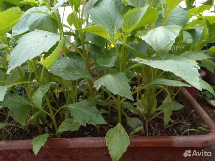 Рассада овощей и цветов