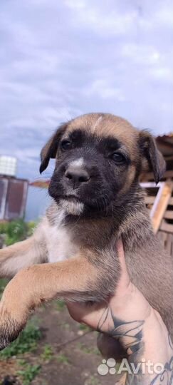 Щенки и собаки