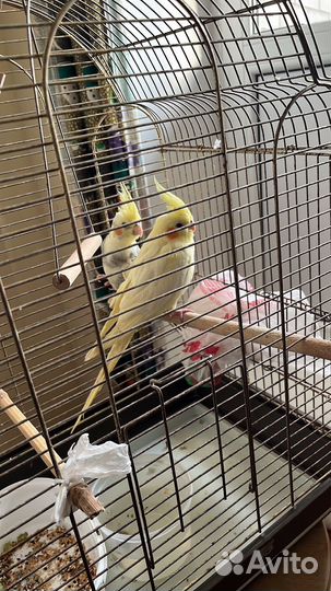 Попугай корелла