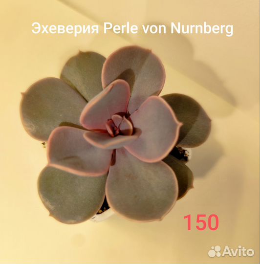 Суккуленты