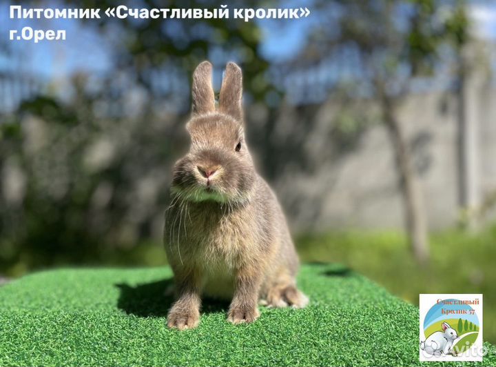 Декоративные карликовые мини кролики