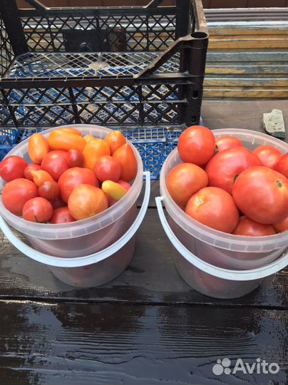 Рассада помидор