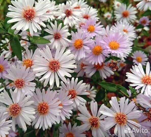 Гипсофила, ветренница, сон-трава, астра виргинская