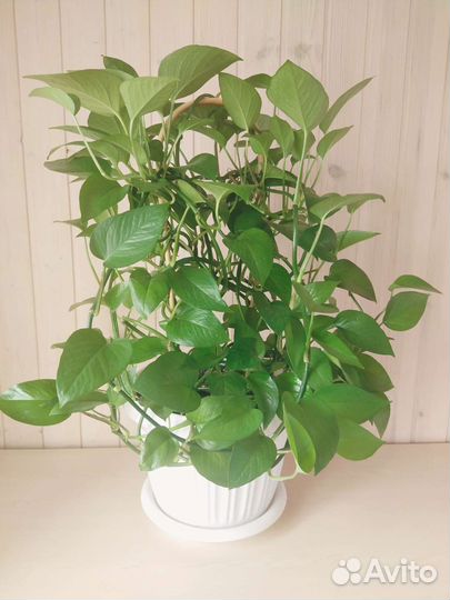 Сциндапсус или Эпипремнум (темно-зеленый)