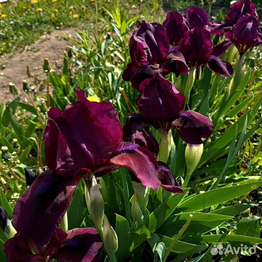 Ирисы карликовые