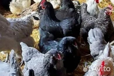 Куры несушки разных пород.Цыплята бройлеры.Петухи